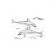 Dolphins at Akrotiri